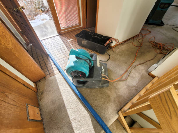 Best Basement water damage restoration  in Albion, IL